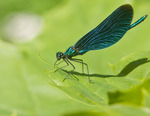 Calopteryx Virgo