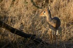 Dikdik i Serengeti