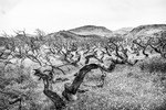 Torres del Paine, efter branden