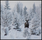 Han bor vackert men kallt skogens konung!