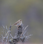 &Auml;ngspipl&auml;rka