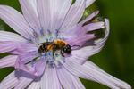 06 Trädgårdssandbi Andrena haemorrhoa i parksallatblomma