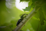 Stag Beetle