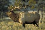 Wapiti