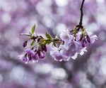 Blomstring