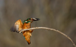 COMMON KINGFISHER