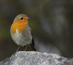 Robin