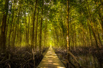 Mangrove i Kambodja