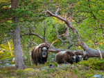 Myskoxar vid skedbrosjön