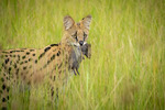 Serval