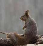 Ekorre p&aring; span