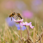 Dancing in the Spring,,