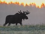 I den tidiga sommarmorgonen