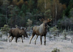 Frost på myren