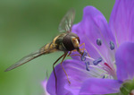 Blomsteflue suger nektar.