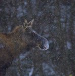 Älgkon i snöfallet