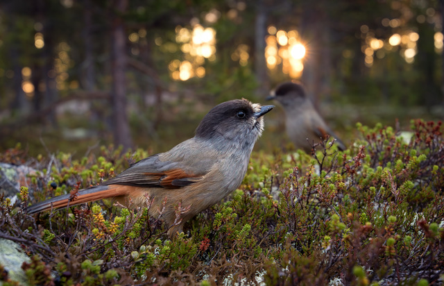Lavskrikor n&auml;ra inp&aring;.