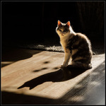 En &auml;kta solkatt