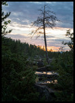 Sunset tree