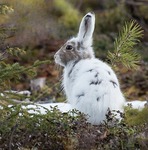 Vinterp&auml;lsen dr&ouml;jer kvar