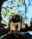 Martial eagle