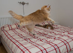 Flygande katten