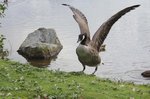 Vildfågel =)