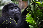 Vild gorilla - Uganda