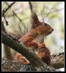 Sittning f&ouml;r fotografen