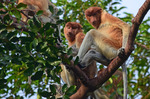 Proboscis Monkey