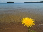 Yellow Flower