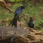 DRONGO GREATER RACKET TAILED