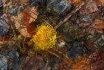 Tussilago