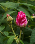 Rosa Mundi