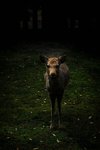 Hjort i Nara