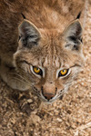 Eyes of the Lynx