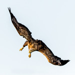 Fokuserad inf&ouml;r attack