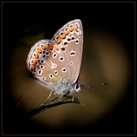 Butterfly Charm