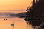 Svan i soluppg&aring;ng