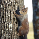 &aring;rets f&ouml;rsta ekorre