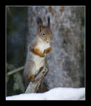 solo s&aring;ng av kurre!!!