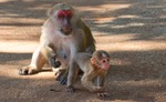 makaki med unge