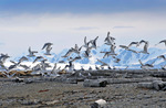 Seagulls Svalbard