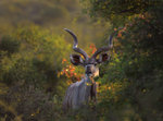 Tragelaphus strepsiceros (Kudu)