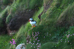 Lunnefågel på Orknyöarna