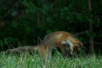 jagande räv