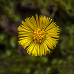 Tussilago