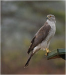 Duvh&ouml;k vid f&aring;gelbordet.