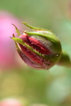 Rosebud