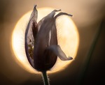 Blomma